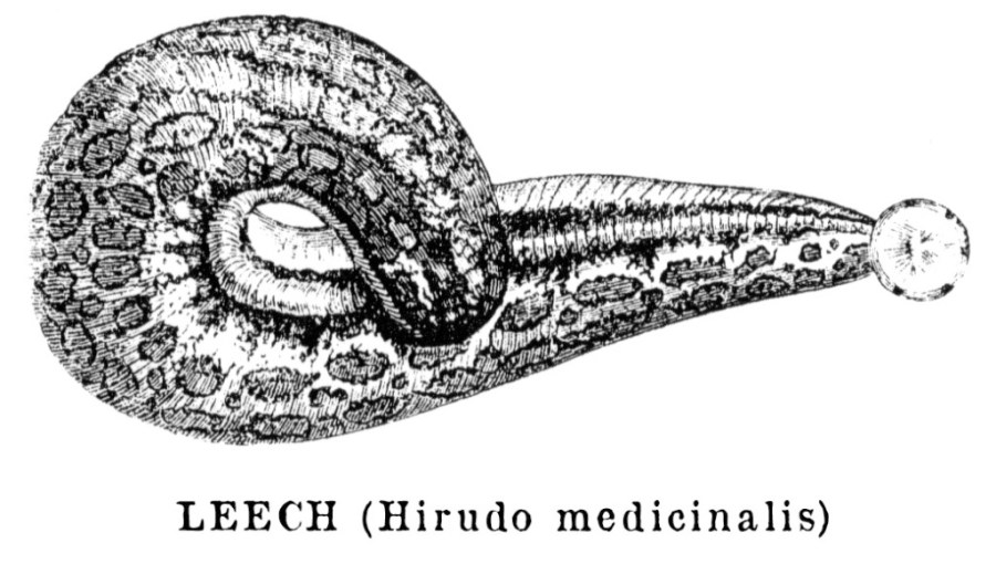 TP1 trade_surgeon_leech_01-1024x581