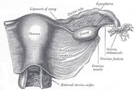 crawford ovary